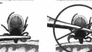 Къде да наемете отметка в москва, спестявайки паразит след изтриване, списък на лабораториите и разходите